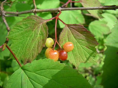 berries_pic
